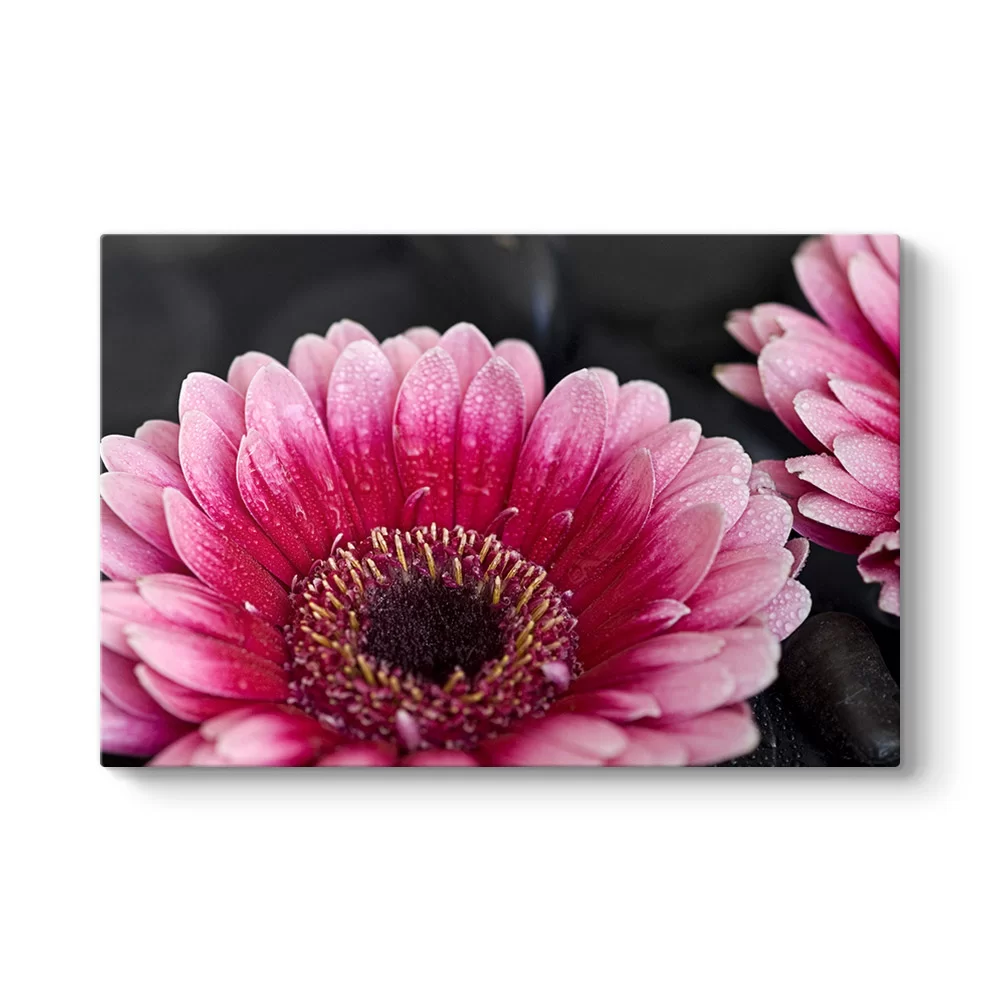 Gerbera Çiçeği Tablosu - Model 1
